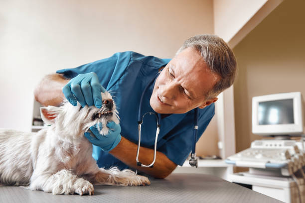 Best Urgent Care for Lost Fillings or Crowns in Elm Grove, WI